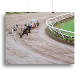 Greyhound dogs racing Canvas Print or Poster (Type: Standard Framed Canvas Print, size: 32" x 24" / 80cm x 60cm (approx))