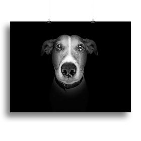 Jack russell terrier dog isolated on black dark background Canvas Print or Poster (Type: Poster Print, size: 12" x 8" / 30cm x 20cm (approx))