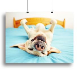 Dog is lying on back on the bed Canvas Print or Poster (Type: Poster Print, size: 16" x 12" / 42cm x 30cm (approx))