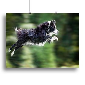 Wet border collie dog in midair Canvas Print or Poster (Type: Standard Framed Canvas Print, size: 40" x 26" / 100cm x 65cm (approx))
