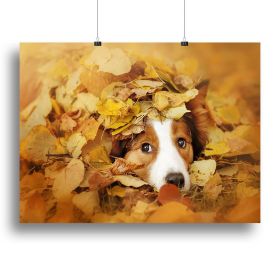 Young red border collie dog playing with leaves Canvas Print or Poster (Type: Standard Framed Canvas Print, size: 12" x 8" / 30cm x 20cm (approx))